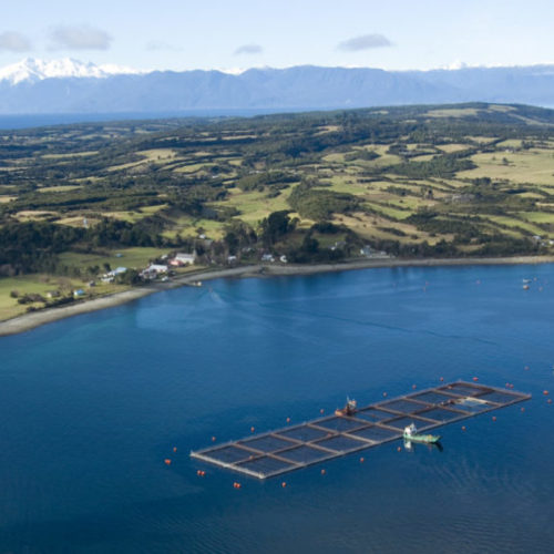 COMUNICADO | La falta de Estado en Los Lagos y la crisis de Marine Harvest