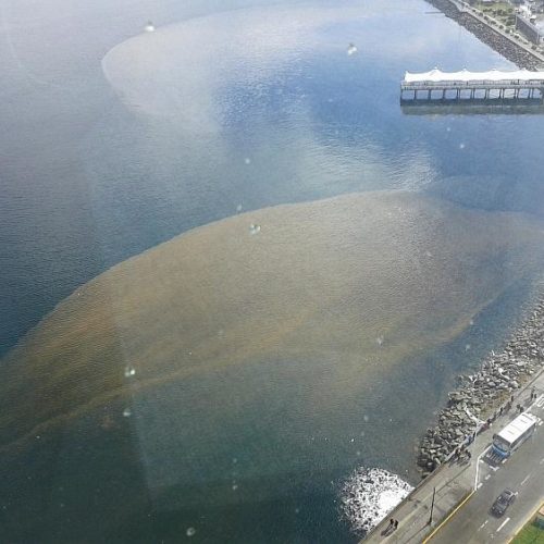 Partido Progresista cuestiona pasividad que ha tenido la municipalidad de Puerto Montt en la contaminación del borde Costero